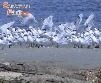 Selecione uma Categoria em , Sorocaba - Foto 3